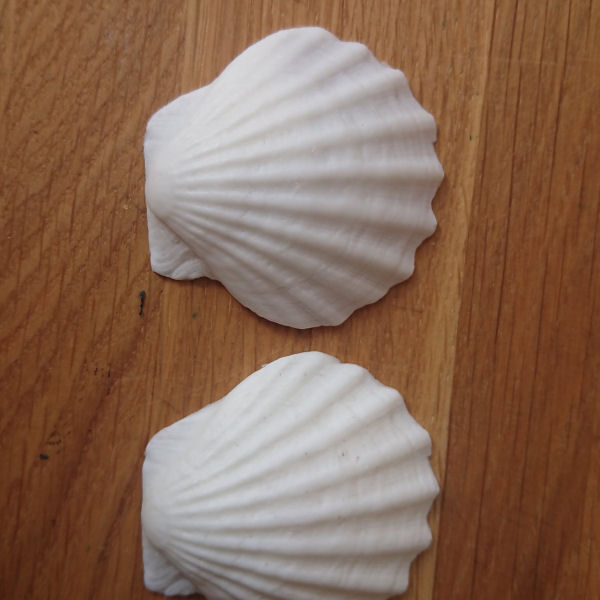 Seashells